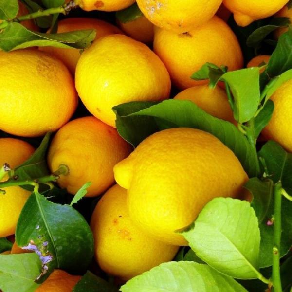 Zitronen aus Sizilien